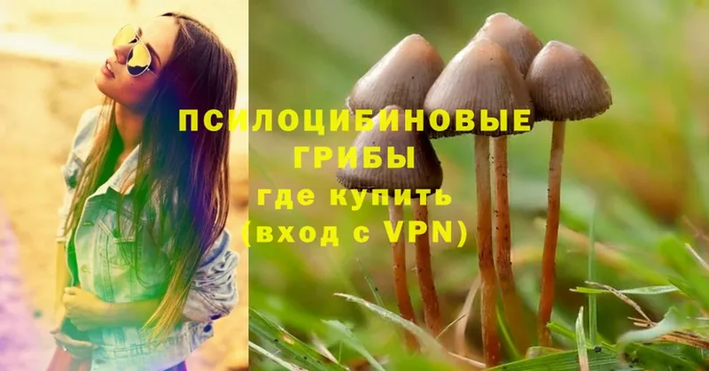 Псилоцибиновые грибы Psilocybe  как найти закладки  Лосино-Петровский 